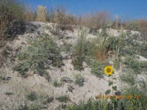 Pequeño girasol silvestre en una cuneta de las afueras de La Roda de Albacete.