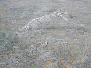 Cardo viejo inclinado por el viento en la región de La Mancha en una imagen usada para ilustrar la expresión madre de Dios.