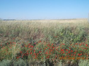 Llanura del campo de la provincia de Albacete con muchas amapolas en imagen usada para ilustrar la expresión si Mahoma no va a la montaña la montaña ir a Mahoma.