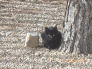 Gato negro tendido junto al tronco de un árbol en una imagen usada para ilustrar la expresión risa de hiena.