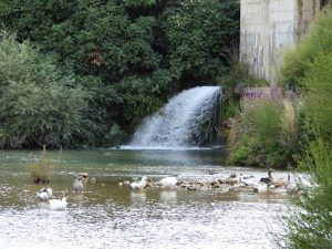 Ocas en el río Júcar en el pueblo manchego de Villalgordo del Júcar, en la provincia de Albacete, en una imagen usada para ilustrar la frase canto del cisne.