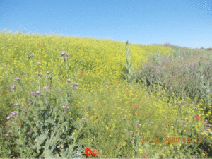 Flores silvestres amarillas de La Mancha en una imagen usada para ilustrar la expresión algo tendrá el agua cuando la bendicen.