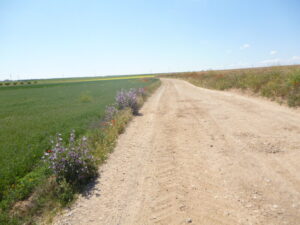 Imagen de un florido camino rural menchego usada para ilustrar la expresión la autoridad competente.