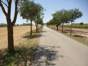 Árboles en carretera comarcal de La Mancha en imagen usada para ilustrar la expresión caer redondo.