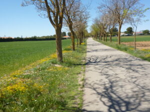 Imagen de floreada carretera rural de La Mancha usada para ilustrar la expresión alguna vez.