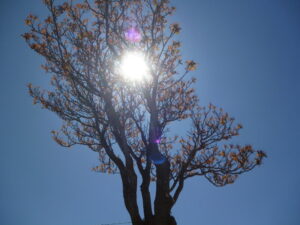 Imagen del sol entre las ramas de un árbol usada para ilustrar la expresión del mal el menos.