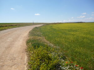 Camino rural en la región de La Mancha, con curva y flores en las orillas, en una imagen usada para ilustrar la frase Dios escribe derecho con renglones torcidos.