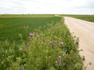 Cardos en un camino rural de la región española de La Mancha en una imagen usada para ilustrar la expresión donde los haya.