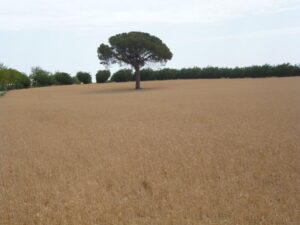 Pino en mitad del campo de La Mancha en una imagen usada para ilustrar la expresión EN MITAD DE.