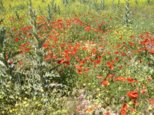 Flores silvestres (amapolas y otras amarillas) en el campo de La Mancha, en una imagen usada para ilustrar la frase ir sobre seguro.