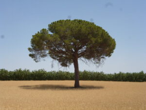 Encina aislada en el campo de la La Mancha, en una imagen usada para ilustrar la expresión si no me equivoco.