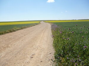 Camino rural de la llanura manchega en una imagen usada para ilustrar la expresión hablar en plata.