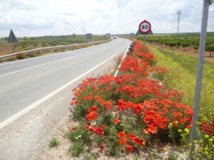 Amapolas junto a una carretera de La Mancha en una imagen usada para ilustrar la expresión tener los días contados.