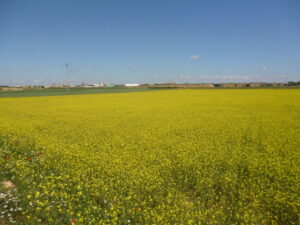 Campo lleno de flores silvestres amarillas (brassica tournefortii) en la región de La Mancha. Imagen usada para ilustrar la expresión saltar a la vista.