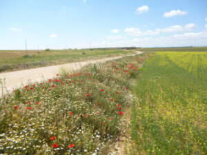 Floreado camino rural de La Mancha en una imagen usada para ilustrar la expresión todo se andará.