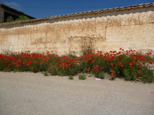 Imagen de tapia en La Mancha con amapolas en su base. Usada para ilustrar la expresión poner freno.