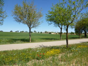 Carretera rural manchega en una imagen usada para ilustrar la expresión propiamente dicho.