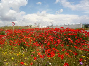 Imagen de amapolas usada para ilustrar la expresión la realidad supera a la ficción.