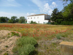 Campo con amapolas y casa blanca al fondo en una imagen usada para ilustrar la expresión al pairo.