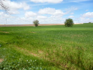 Campo verde de La Mancha con dos árboles en una imagen usada para ilustrar la expresión con la boca pequeña.