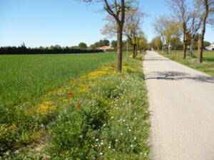 Carretera con flores silvestres a los lados en una imagen usada para ilustrar la expresión dar gato por liebre.