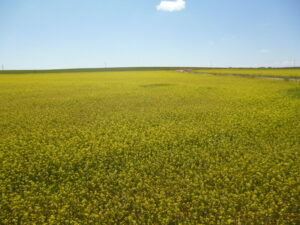 Campo de La Mancha inundado de la flor silvestre amarilla brassica tournefortii en una imagen usada para ilustrar la expresión salirse de madre.