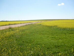 Hierba y flores amarillas en una llanura de La Mancha, en una imagen usada para ilustrar la expresión segar la hierba bajo los pies.