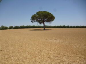 Paja en el campo de La Mancha en una imagen usada para ilustrar la expresión ver la paja en el ojo ajeno y no la viga en el propio.
