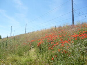 Terraplén de una vía ferroviaria lleno de flores silvestres en una imagen usada para ilustrar la expresión donde pisa no vuelve a crecer la hierba.