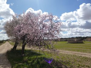 Imagen de almendros floridos junto a un camino usada para ilustrar la expresión Hacer un pan como unas tortas en el blog Expresiones del español.