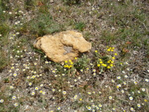 Piedra en el campo rodeada de florecillas silvestres en una imagen usada para ilustrar la expresión en mala hora.