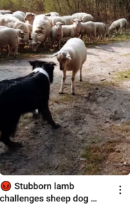 Perro pastor ante una oveja que le ha salido rebelde en una imagen usada para ilustrar la expresión no ser de piedra.