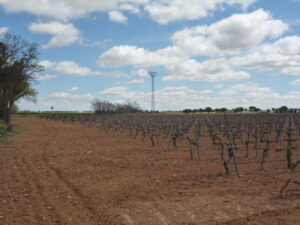 Imagen de un viñedo sin hojas de parra en La Mancha usada para ilustrar la expresión en honor a la verdad.