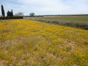 Flores silvestres amarillas en el campo de La Mancha en una imagen usada para ilustrar la expresión en grado sumo.