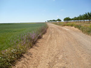 Camino rural de la llanura de La Mancha lleno de piedrecitas, en una imagen usada para ilustrar la expresión pasar de puntillas.